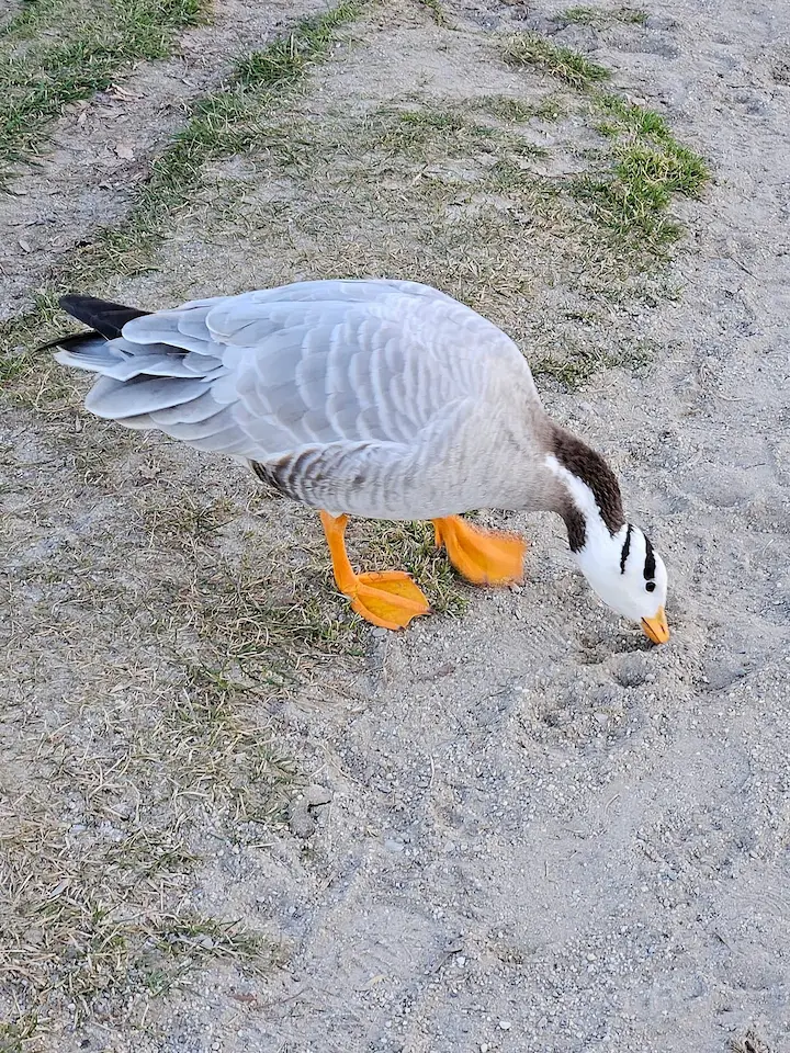 A white and gray bar-headed goose
