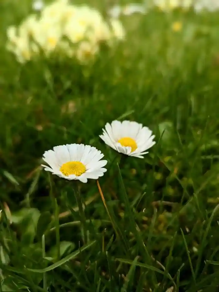 Two bellis perennis close-up shot