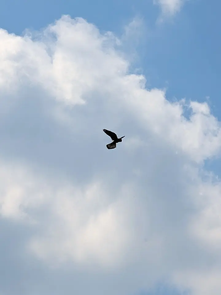 A bird in a deep blue sky with a huge cloud in the center