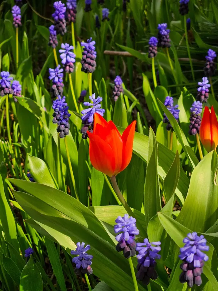 Flowers in Mühleninsel Landshut