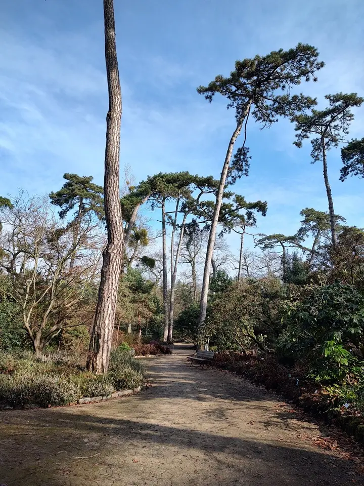A pathway with pinetrees and a bench