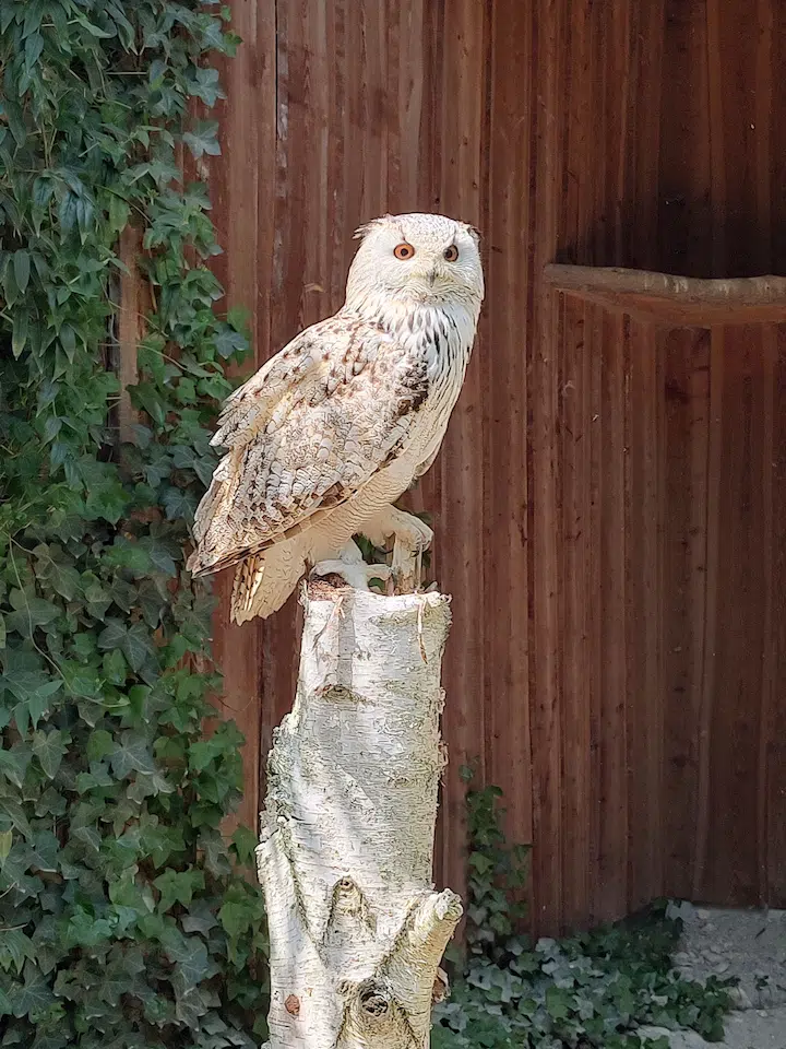 A white owl on a birch tree